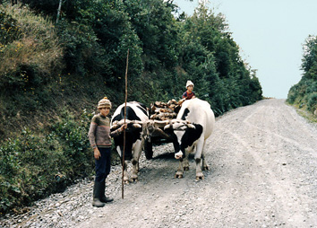 Carretas con bueyes en la isla de Chiloe.