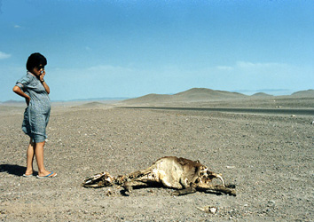 Esqueleto de burro en el camino de San Pedro de Atacama.