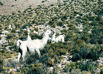 Lamas en la Cordillera